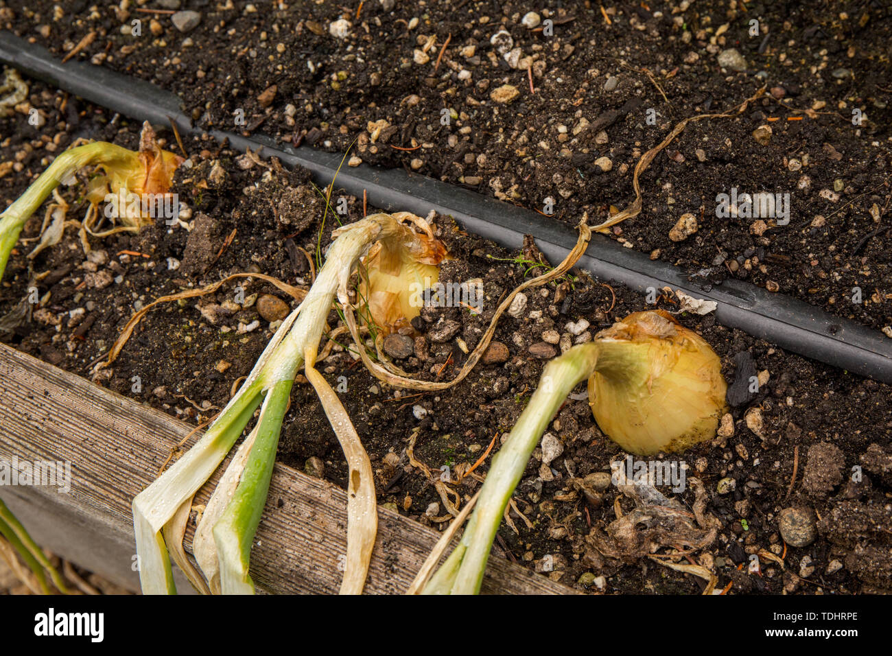 Ready-to-harvest Walla Walla Cipolla Dolce piante che crescono in un letto rialzato giardino in Issaquah, Washington, Stati Uniti d'America Foto Stock
