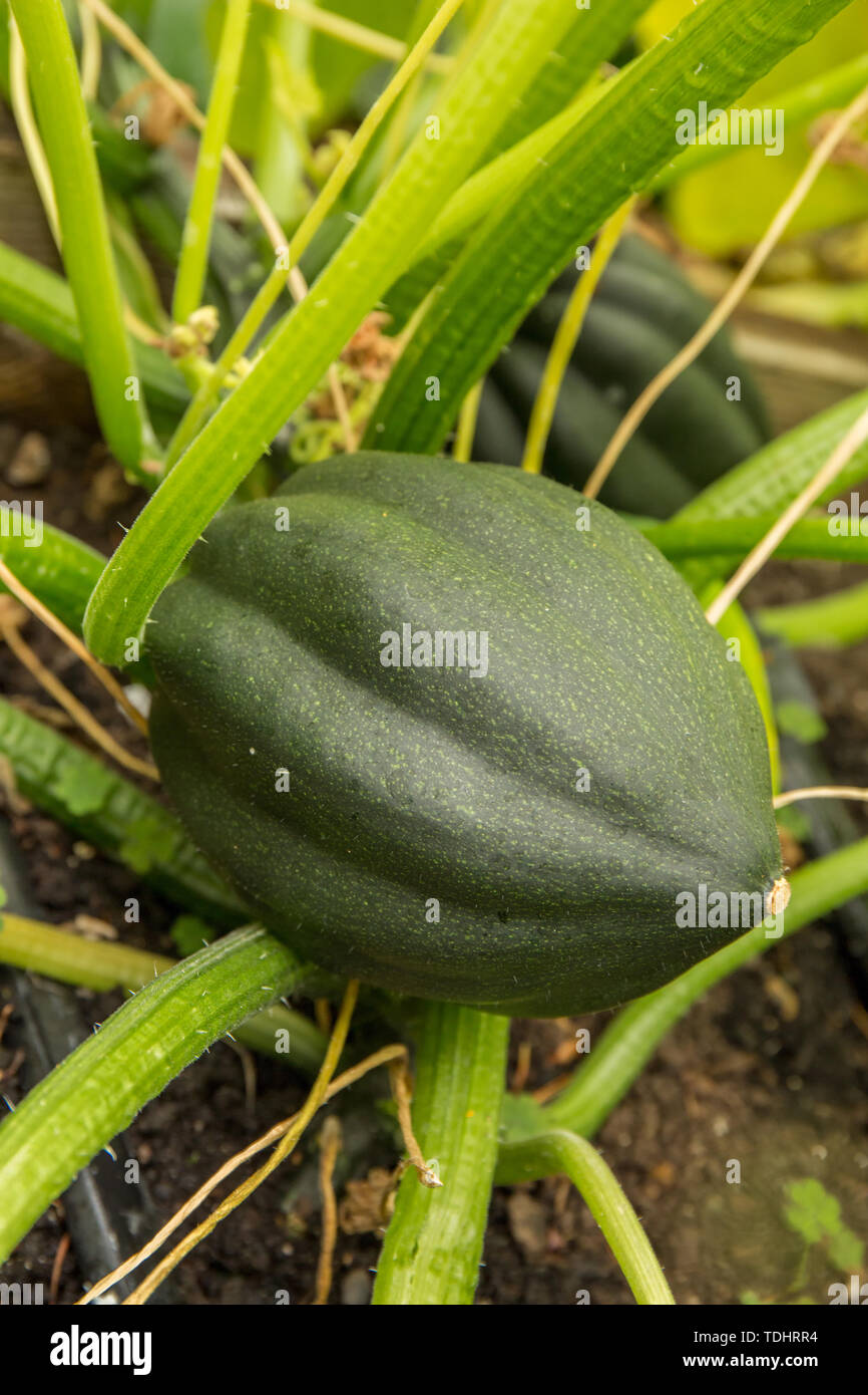 Acorn squash, impianto di zucche invernali, crescendo in un giardino in Issaquah, Washington, Stati Uniti d'America Foto Stock