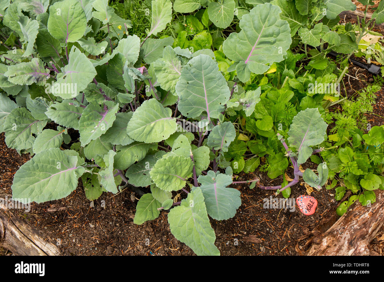 Cavolo riccio, bok choi e collard verdi che crescono in un giardino in Issaquah, Washington, Stati Uniti d'America Foto Stock