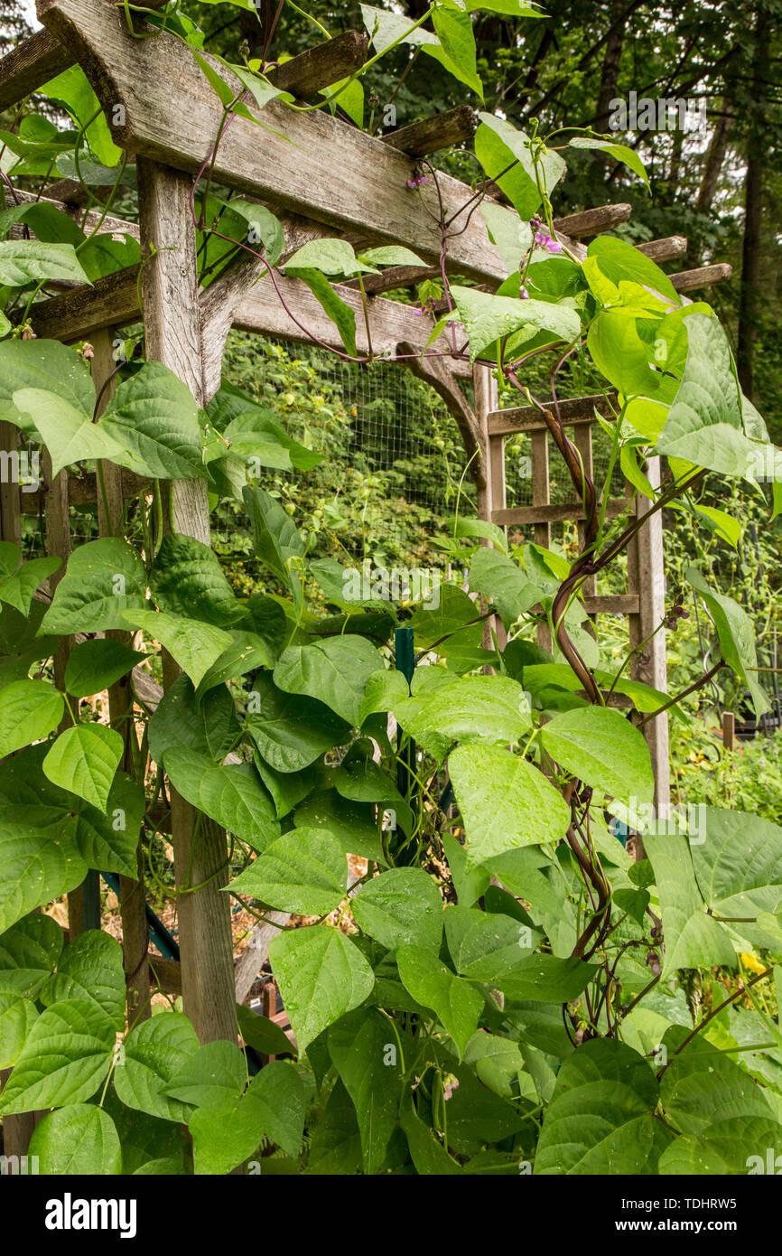 Polo Rattlesnake fagioli che cresce su un mandrino in legno in un giardino in Issaquah, Washington, Stati Uniti d'America Foto Stock