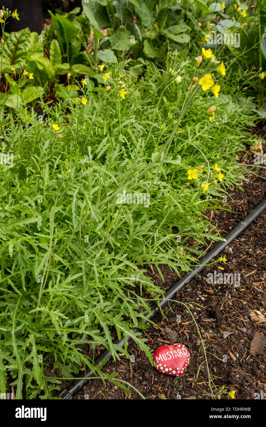 Senape Semi di piante in un giardino in Issaquah, Washington, Stati Uniti d'America. Seme di senape è utilizzato come spezia. La macinazione e miscelazione di semi con acqua, aceto o o Foto Stock
