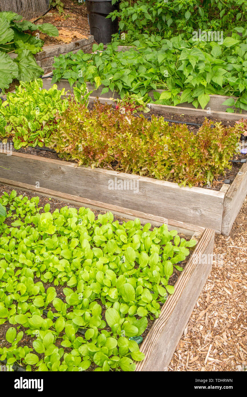 Lussureggiante-cercando Mirrormont comunità giardino che mostra il cavolo cinese, lattuga, bush fagioli e tomatillo crescendo in letti sollevata e pronta per il raccolto in Issaquah, Foto Stock