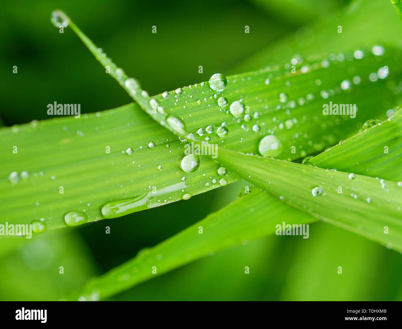 Le gocce di pioggia sul mare del Nord di avena (Chasmanthium latifolium) ingrandimento area di foglia al di sotto di esse. Foto Stock