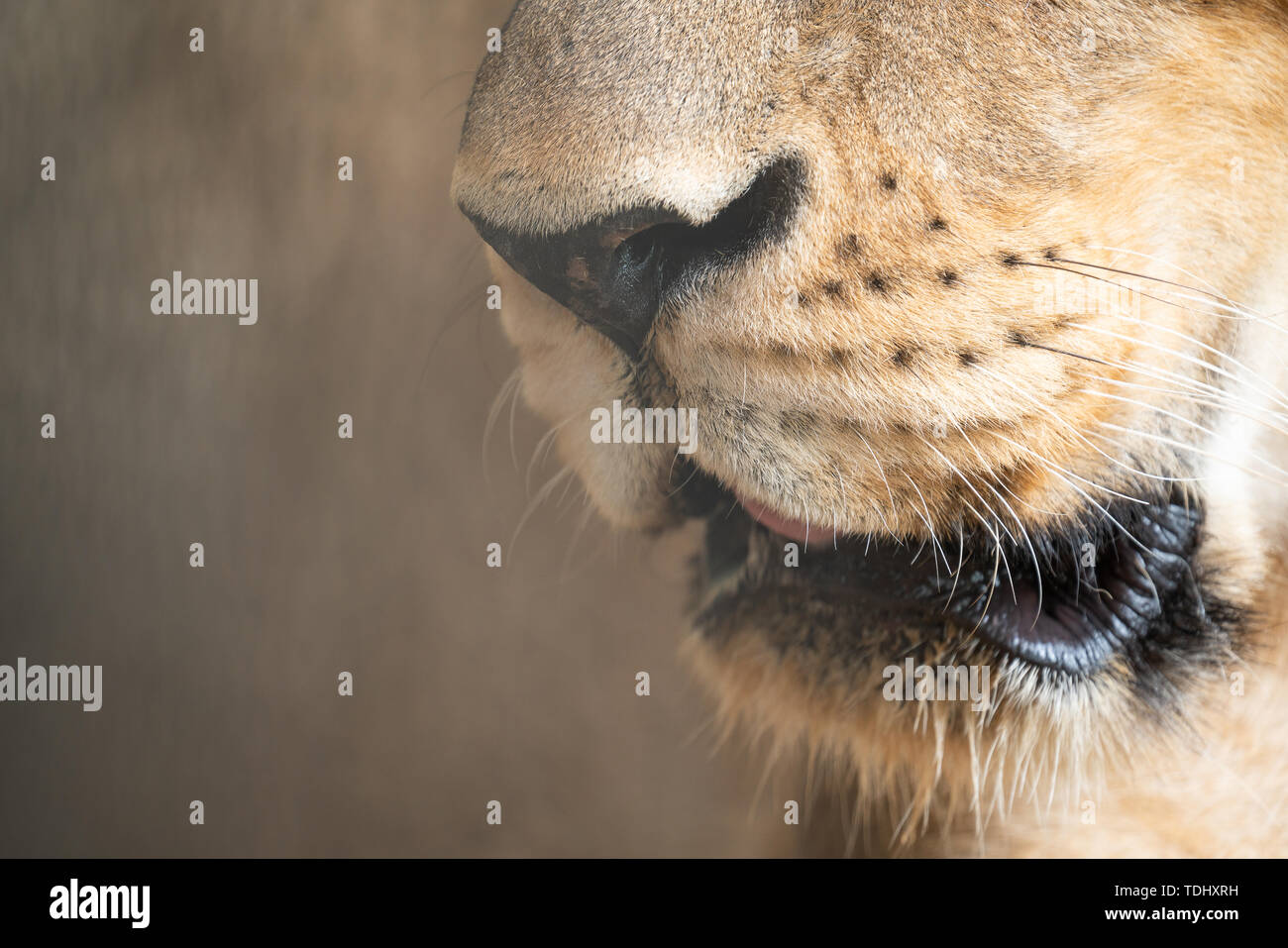 Femmina di leone africano (Panthera leo) bocca stretta fino Foto Stock