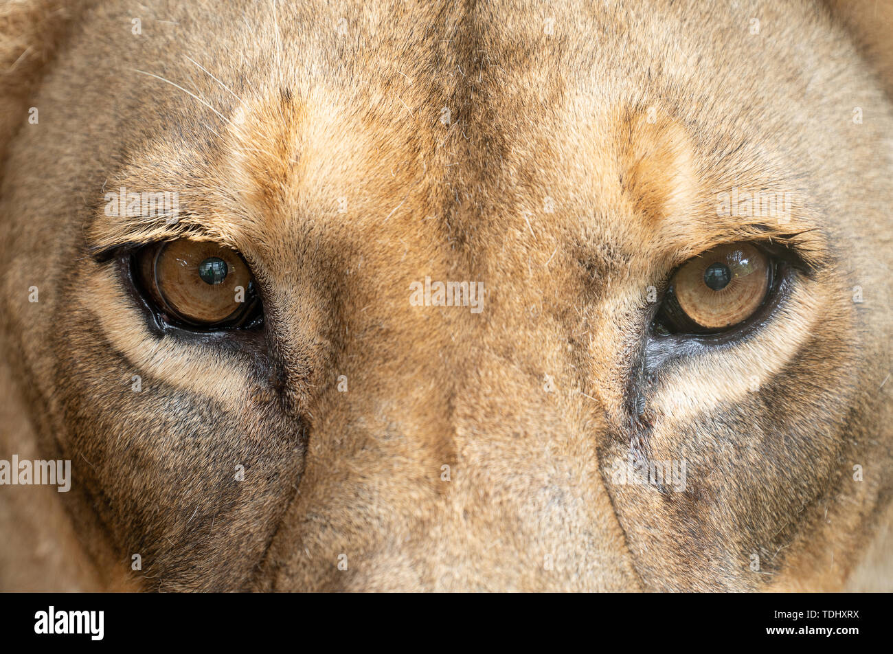 Femmina di leone africano (Panthera leo) occhi close up Foto Stock
