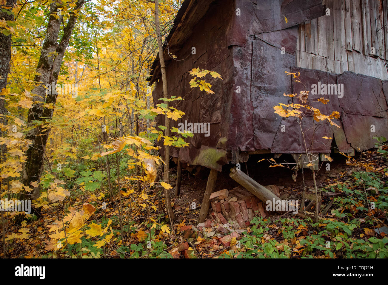 Vecchia casa su un supporto di travi nella foresta Foto Stock