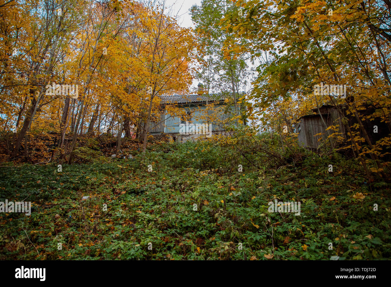 Blu e casa di legno nella foresta di giorno Foto Stock