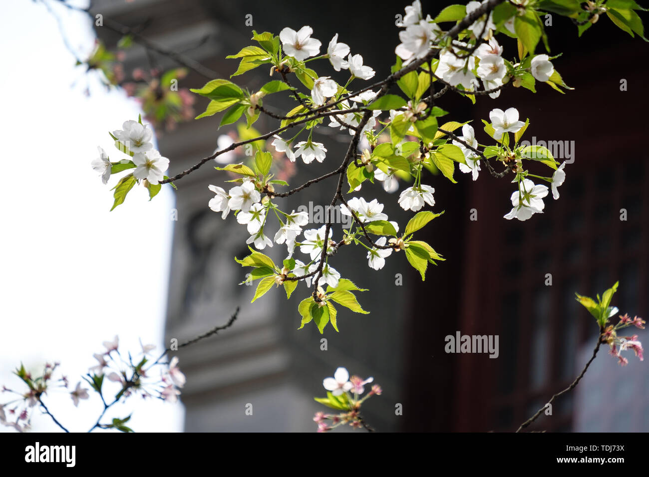 Fiori Ciliegio al tempio Hanshan a Suzhou Foto Stock