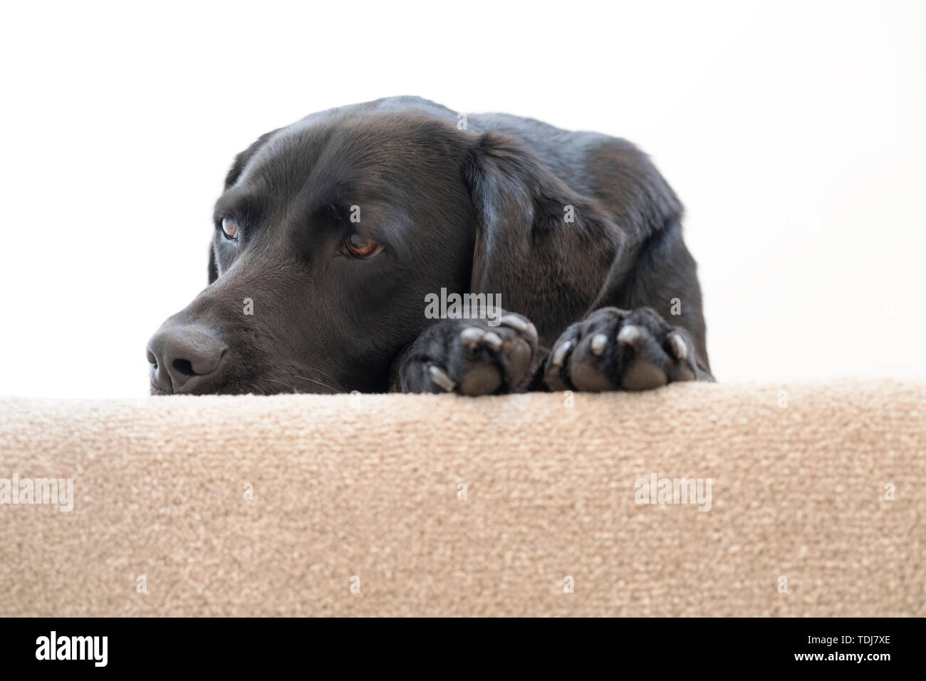 Un bambino di 5 anni femmina nera labrador sdraiato in cima alle scale. Foto Stock