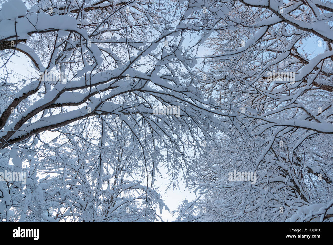 Freddo e di paesaggi invernali con la neve in Russia Foto Stock