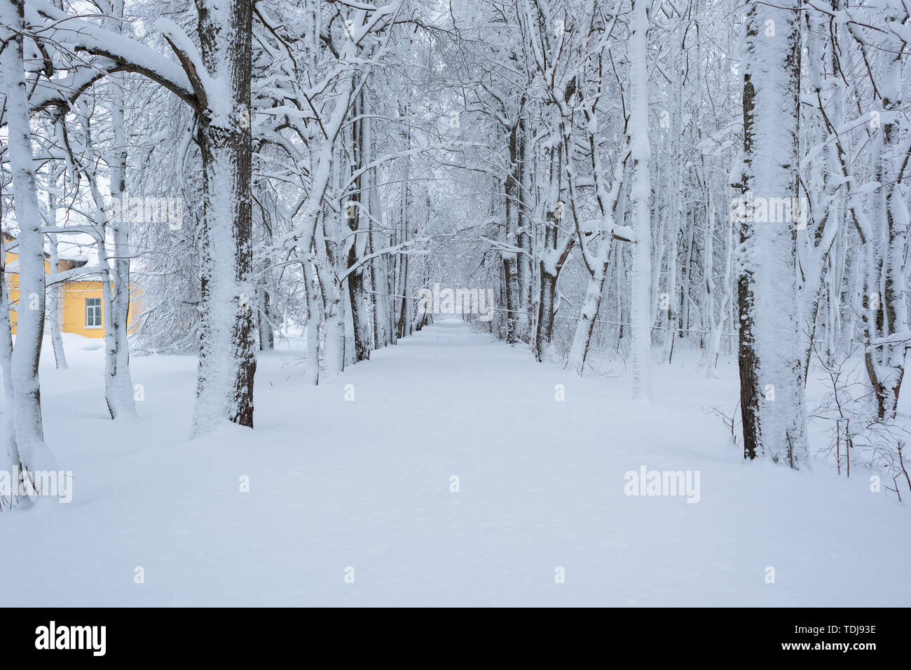 Freddo e di paesaggi invernali con la neve in Russia Foto Stock