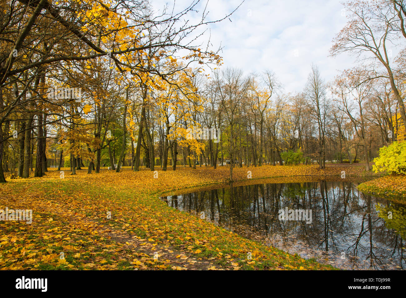 Beautiful golden autumn scenario del villaggio Imperiale di San Pietroburgo Foto Stock