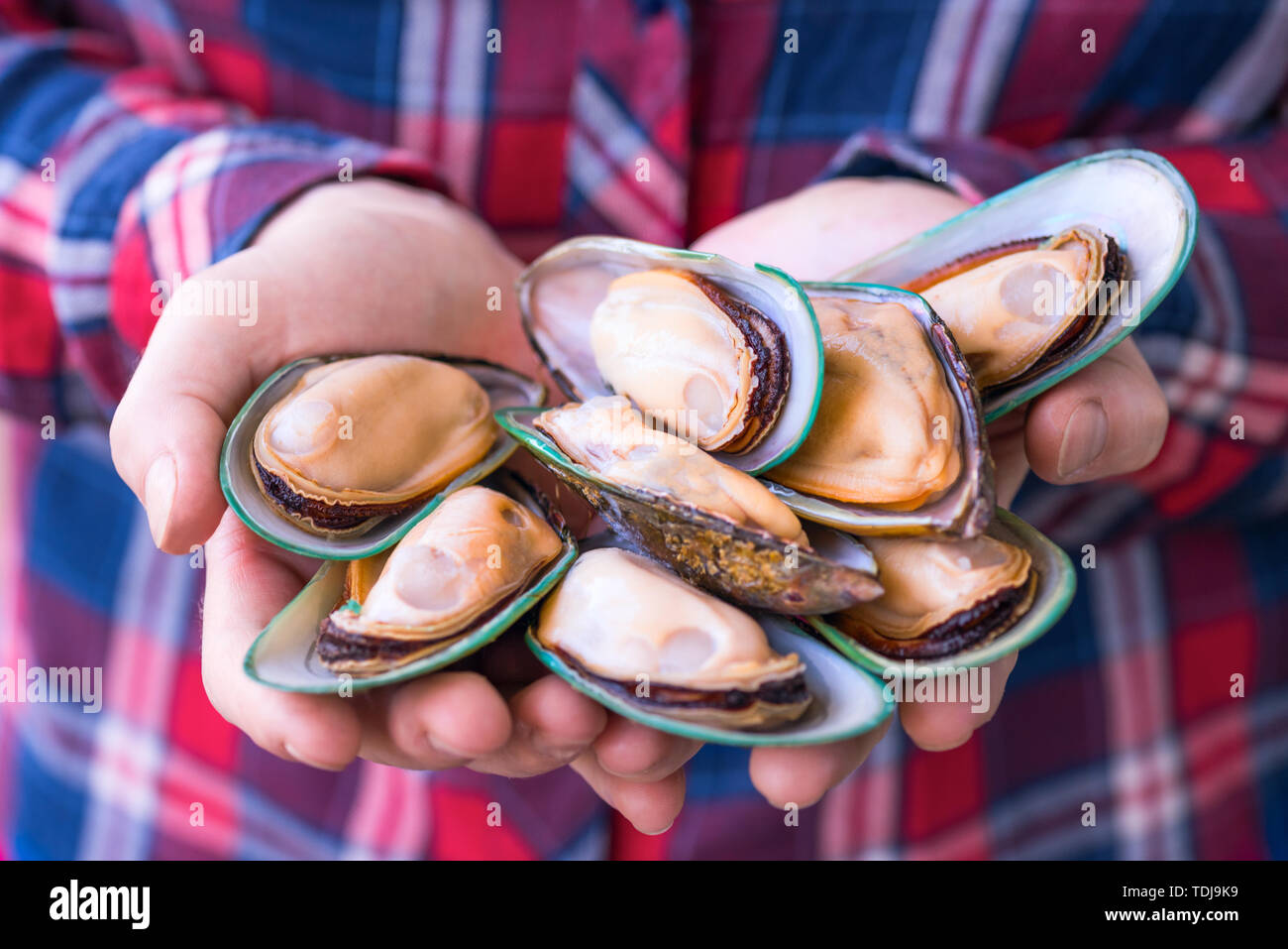 Fresco verde cozze nelle mani della ragazza piccola profondità di campo Foto Stock