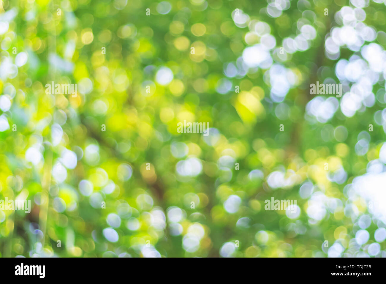 Naturale sfondo bokeh di fondo Foto Stock