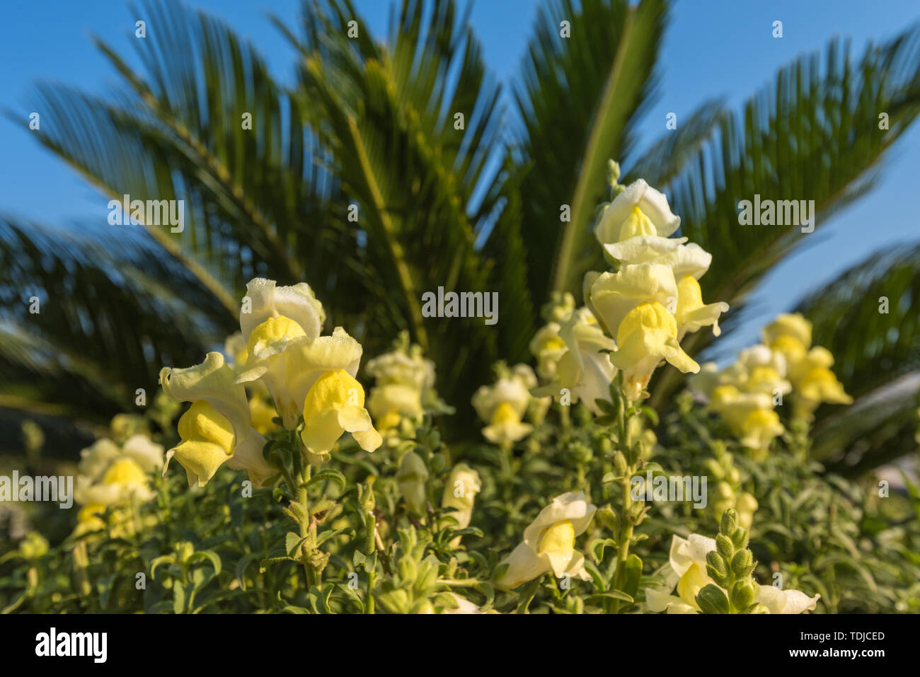 Autunno outdoor mattina goldfish fiore di erba closeup Foto Stock