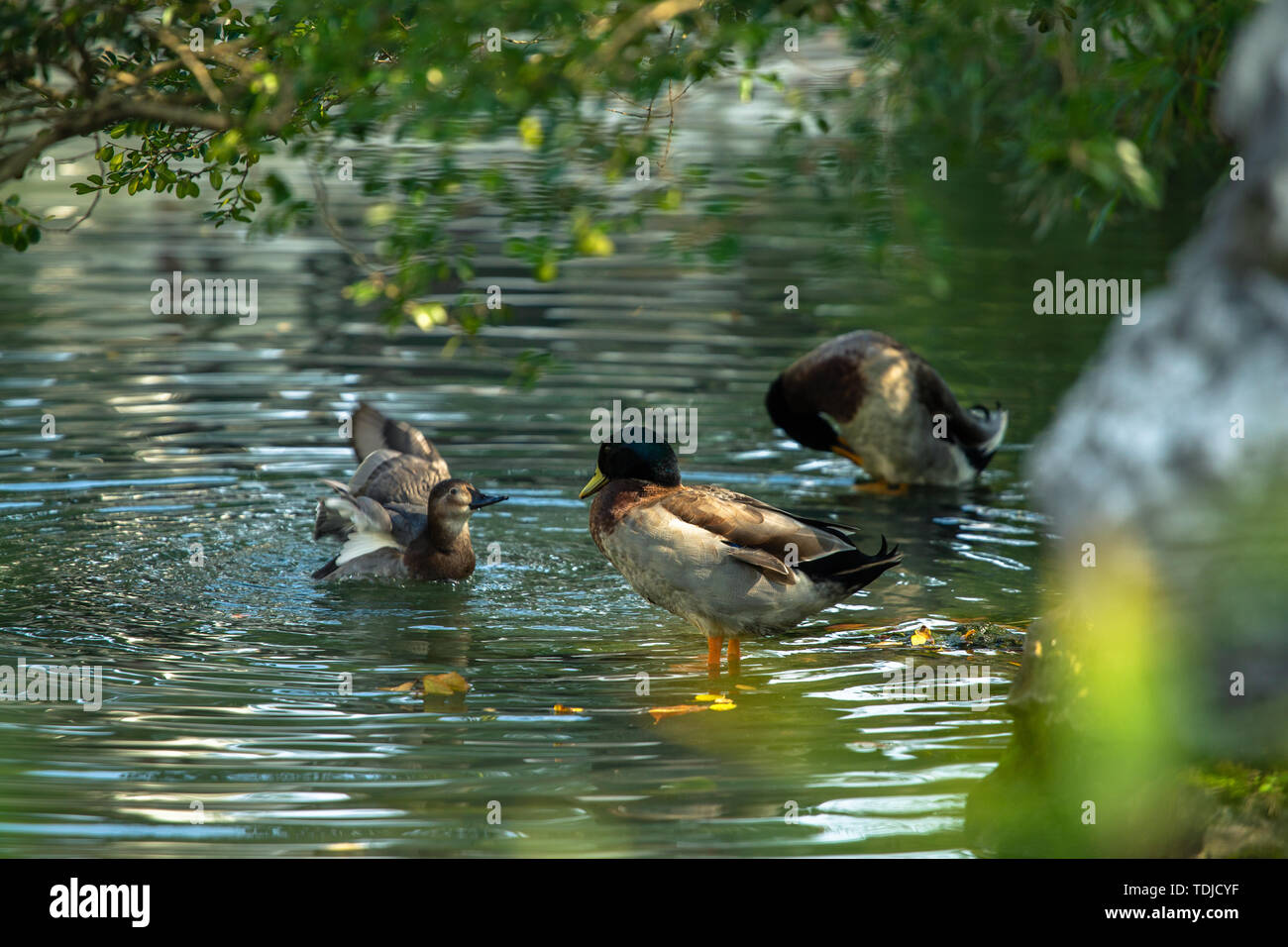 Il mandarino anatre nella politica raffazzonata giardino. Foto Stock