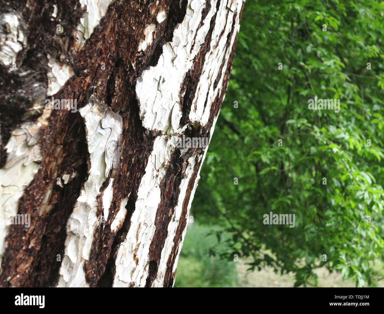 Il tronco e il fogliame di un vecchio albero betulla Foto Stock