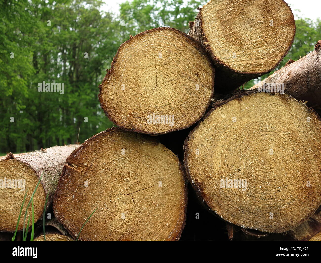Pila di legno di conifere nella foresta, abbattuto tronchi impilati. Foto Stock