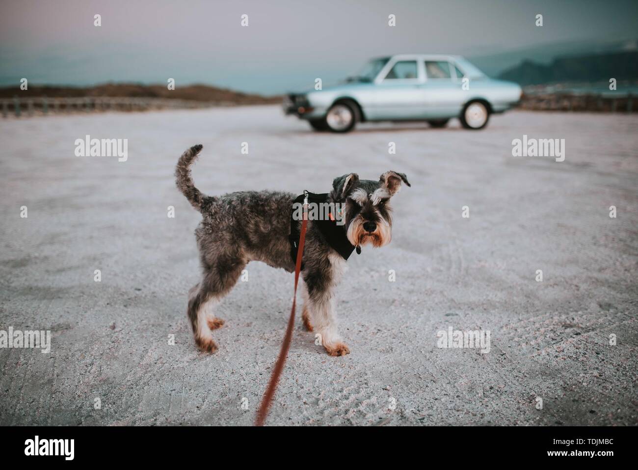 Cane Schnauzer in piedi su un guinzaglio sulla sabbia con un'auto vintage blu chiaro sullo sfondo Foto Stock