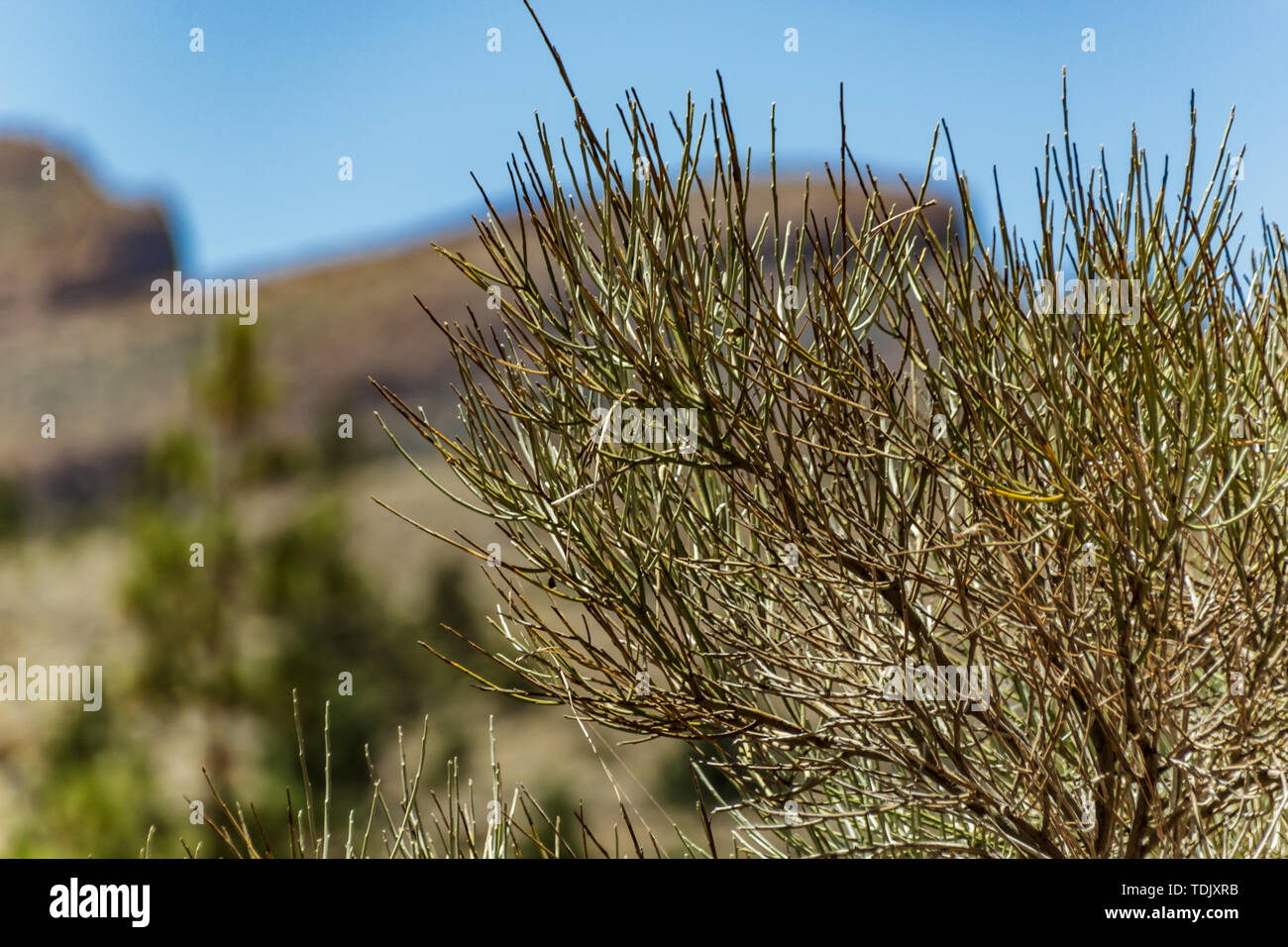 Chiudere fino agli aghi della scopa delle Canarie, noto anche come Retama, endemica delle isole Canarie crescente ad alta altitudine al Parco Nazionale del Teide, Teneri Foto Stock