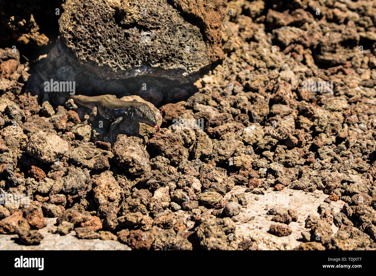 Close up. Lizard bloccato fuori un rosso linguetta umido crogiolarvi al sole su di un ciottolo. Parco Nazionale del Teide, Tenerife, Isole Canarie. Foto Stock