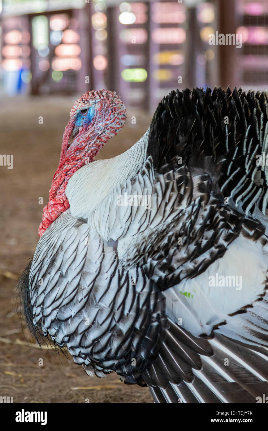 Perryville, Arkansas - una Turchia alla Giovenca Ranch, un 1.200 acri ranch educativo che mette in mostra l'agricoltura sostenibile. Il ranch è azionato dal n Foto Stock