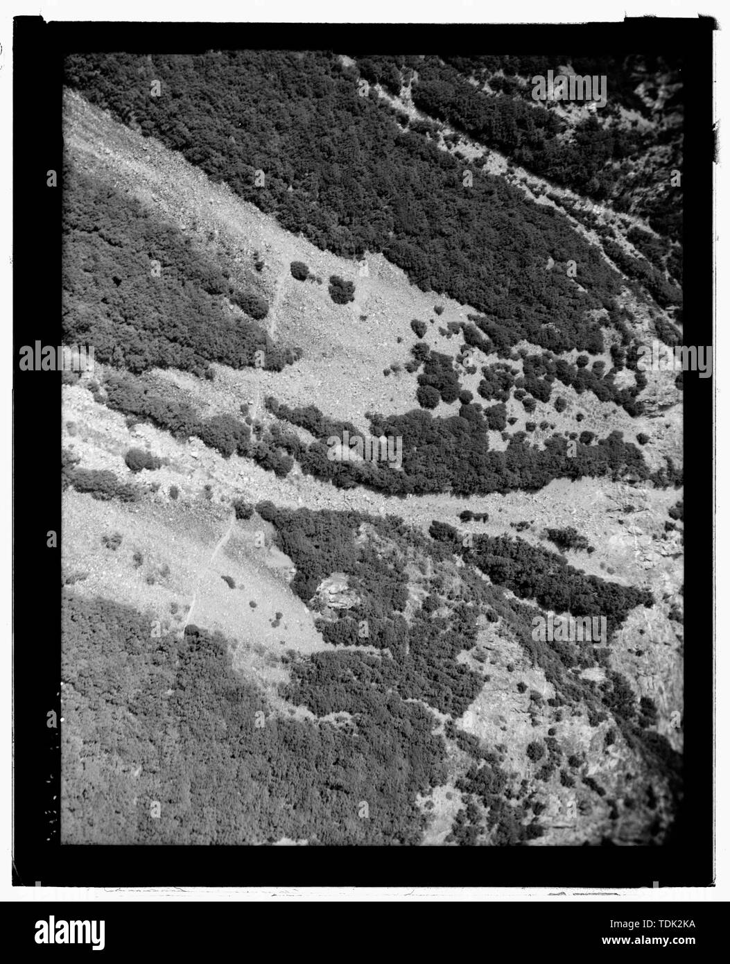 Vecchia Quercia grande strada piana in astragalo pendenza. - Parco Nazionale di Yosemite strade e ponti, il Villaggio di Yosemite, Mariposa County, CA Foto Stock