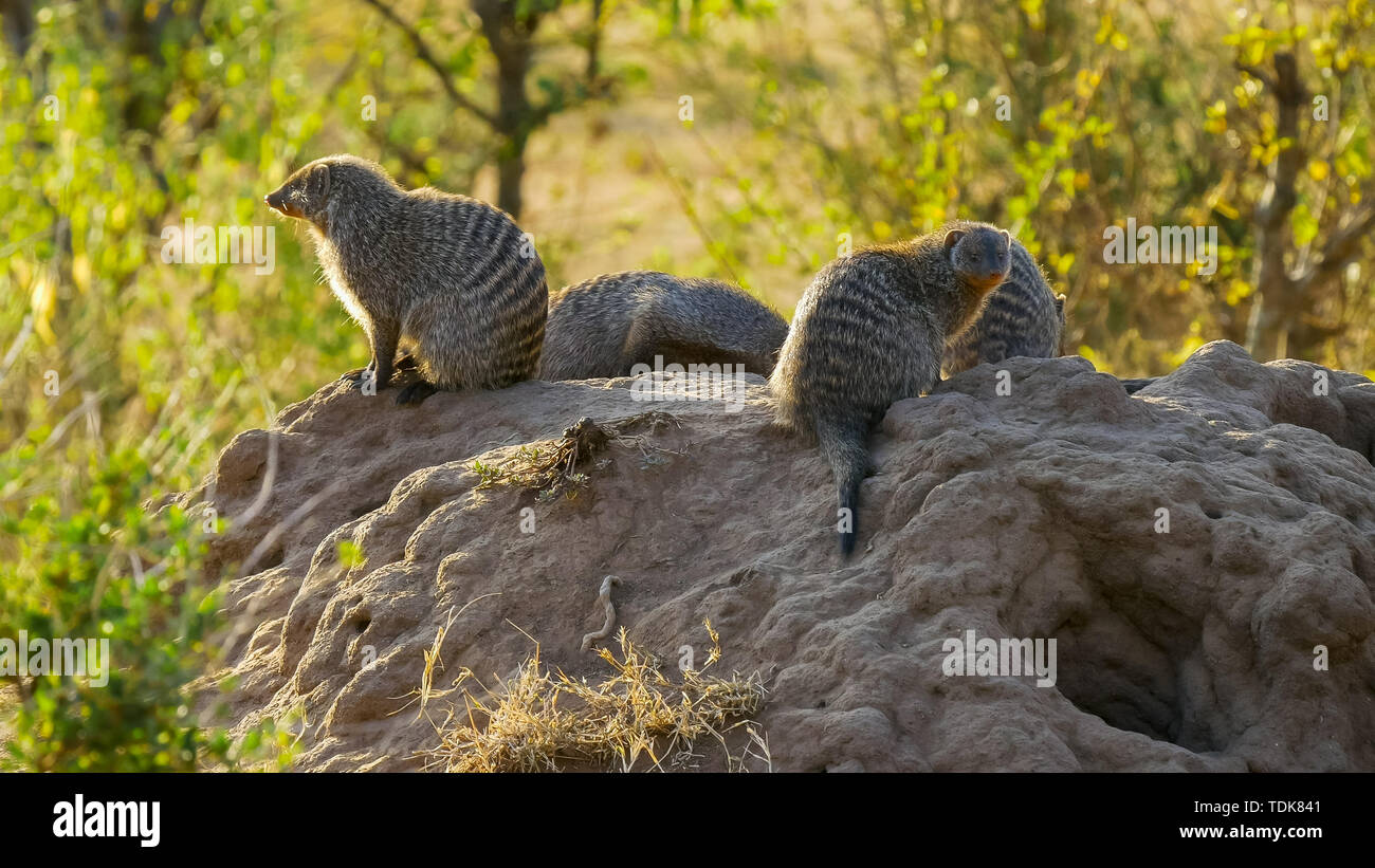 La mattina con un colpo di un nastrare mongoose colonia su un tumulo termite nel masai Mara, Kenya Foto Stock