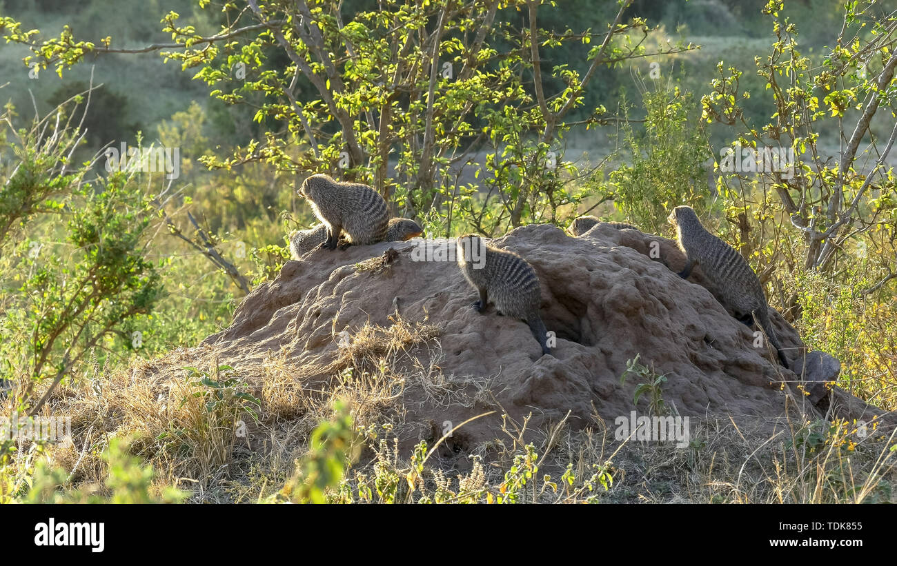 Ampia vista di nastrare mongoose colonia su un tumulo termite nel masai Mara, Kenya Foto Stock