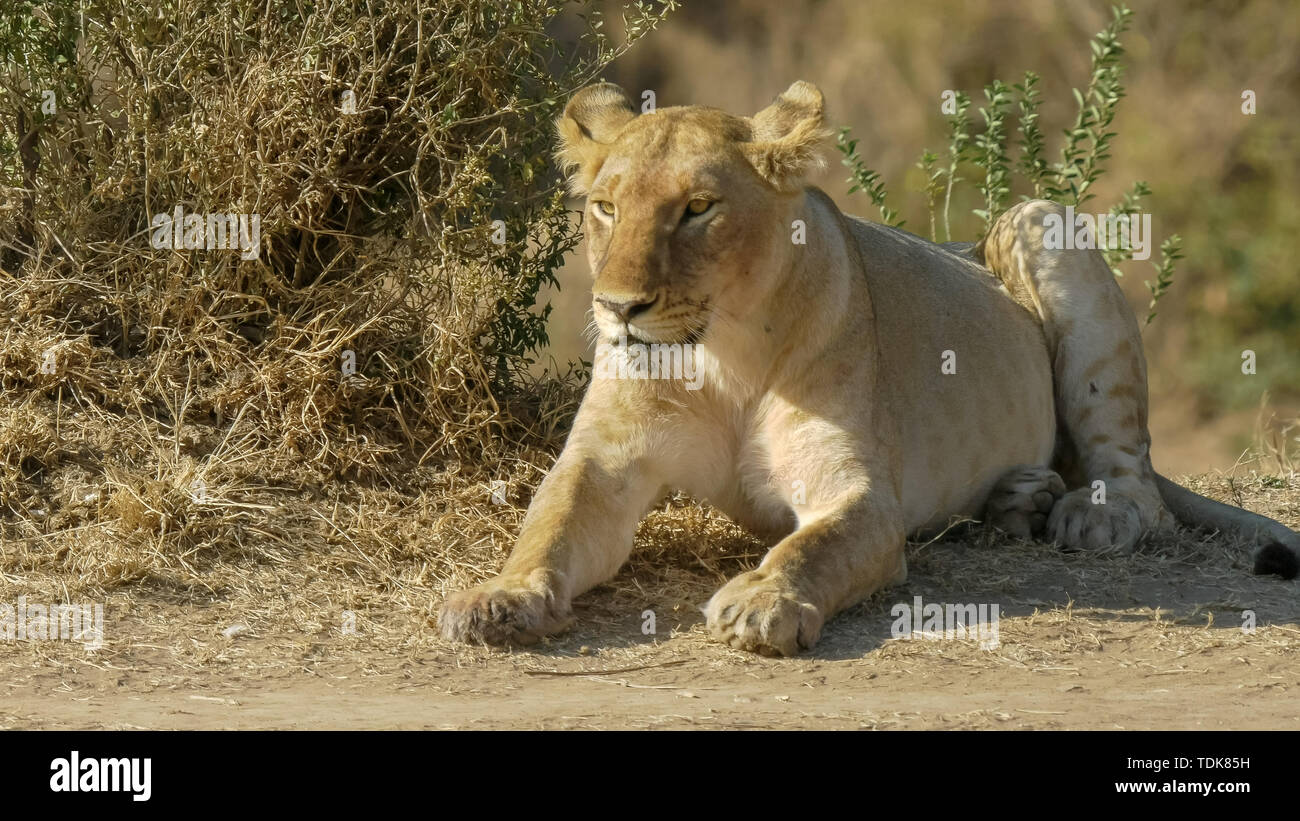 Close up di un Lion cub appoggiata nel masai Mara Game Reserve, Kenya Foto Stock