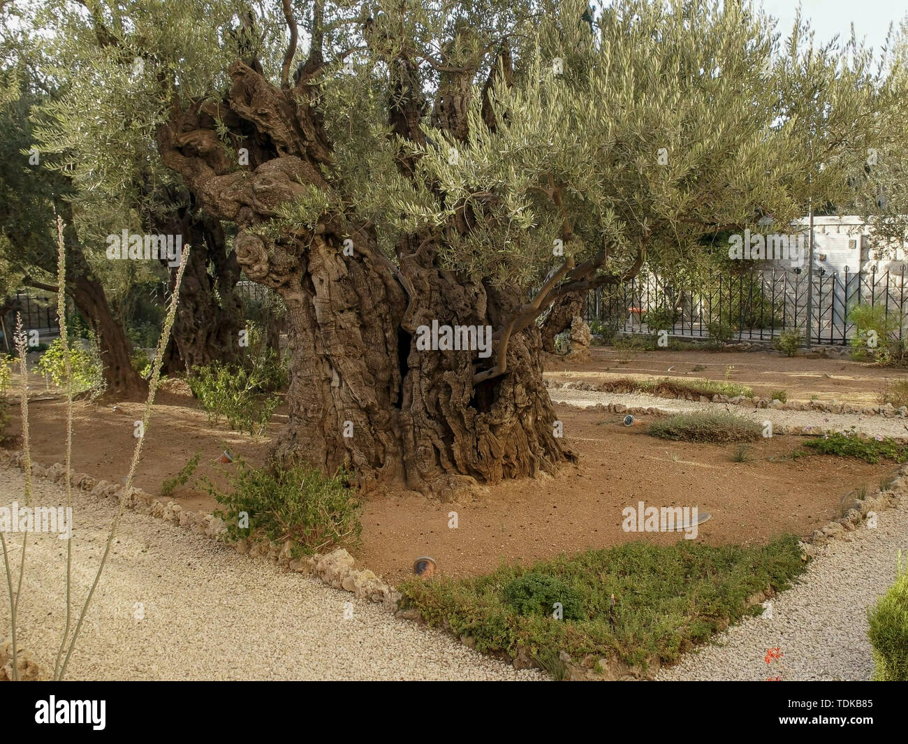 Olivi molto vecchi e i percorsi nel giardino del Getsemani in Gerusalemme, Israele Foto Stock