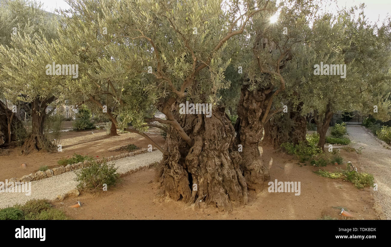 Un colpo verso il sole di un vecchio albero di olivo nel giardino del Getsemani in Gerusalemme, Israele Foto Stock