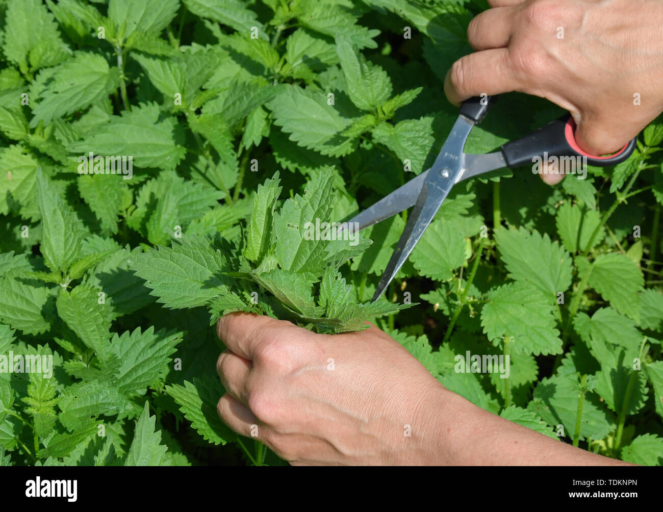 11 giugno 2019, Brandeburgo, Jänschwalde: una donna è il taglio di giovani di ortiche in un prato. Foto: Patrick Pleul/dpa-Zentralbild/ZB Foto Stock