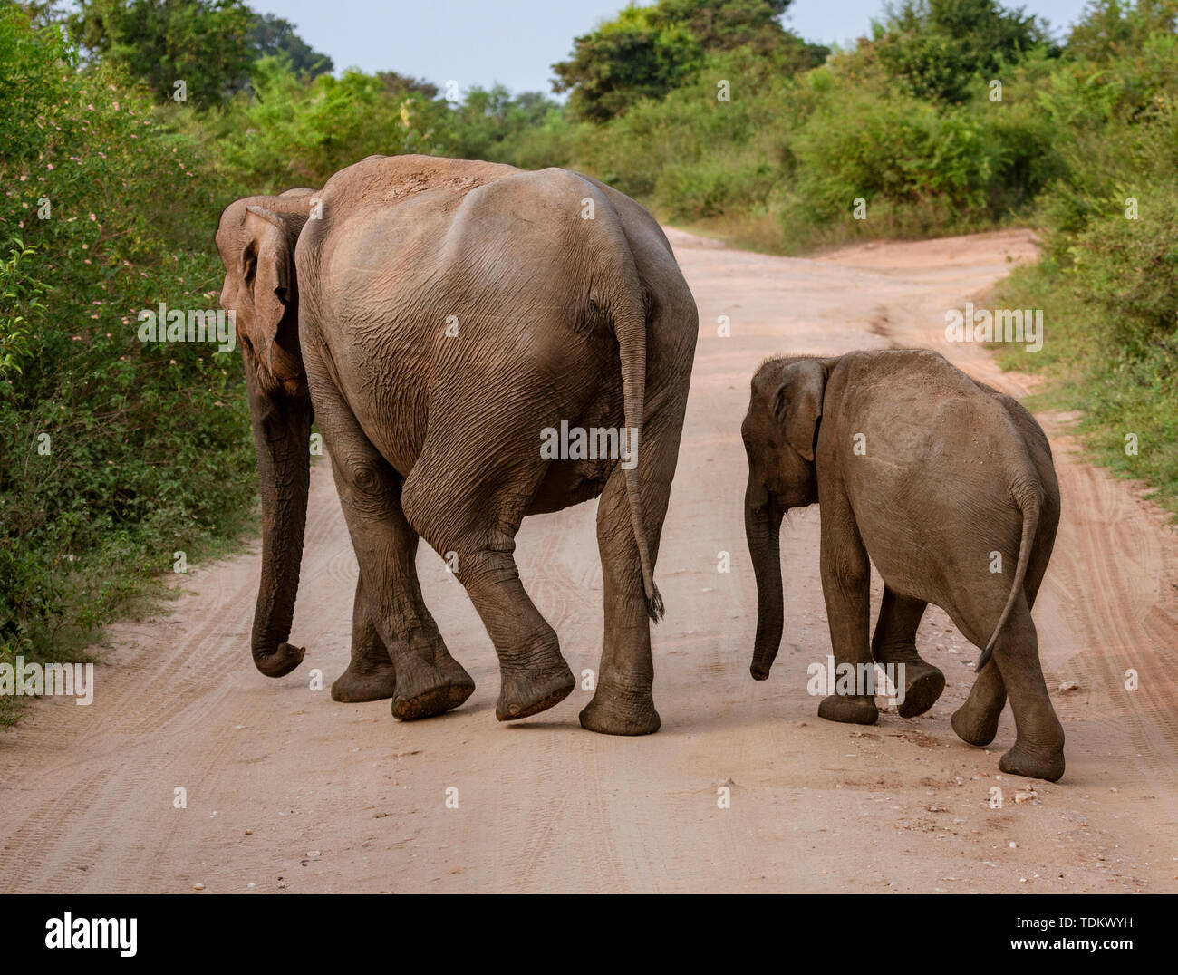 Due elefanti a piedi attraverso una strada. Foto Stock
