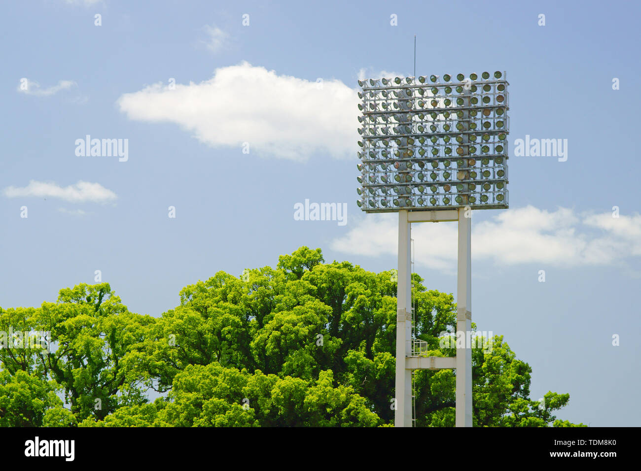 Giovani foglie di albero della canfora Foto Stock