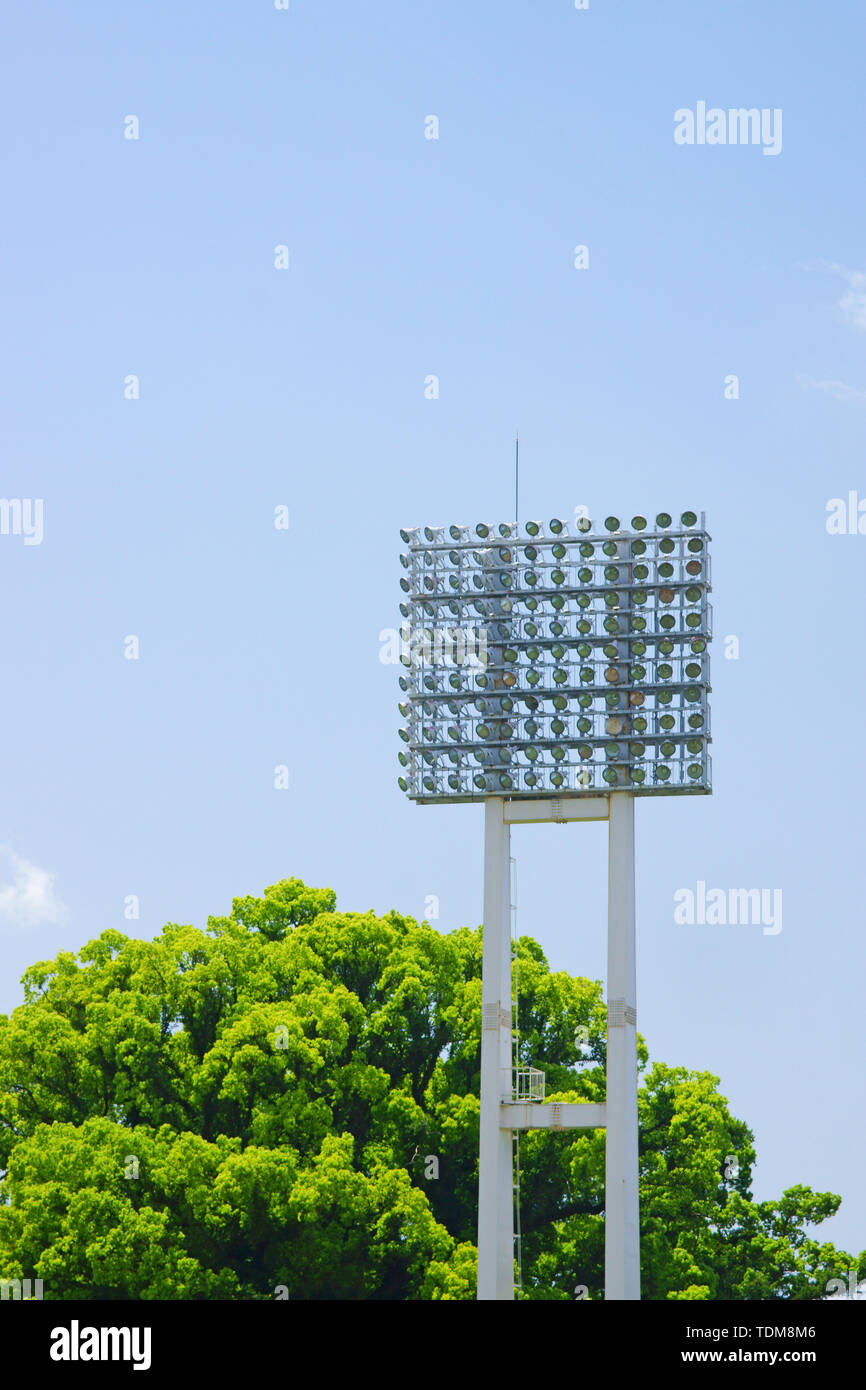 Giovani foglie di albero della canfora Foto Stock