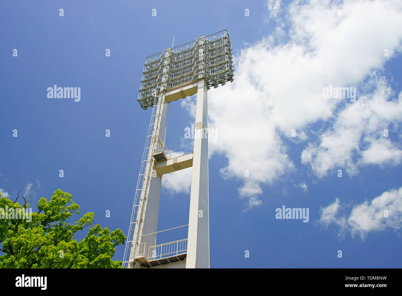 Giovani foglie di albero della canfora Foto Stock