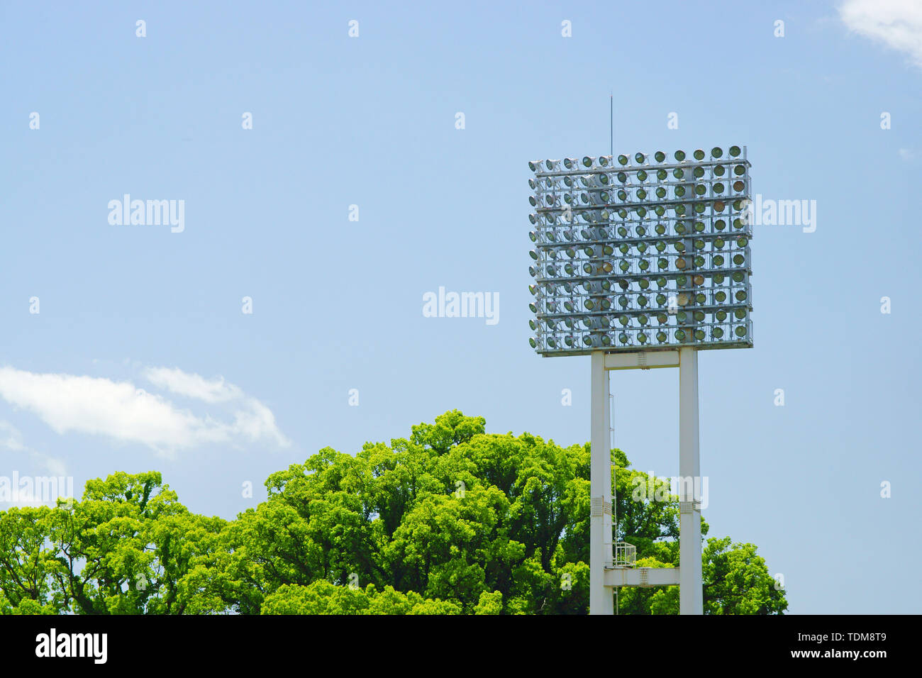 Giovani foglie di albero della canfora Foto Stock