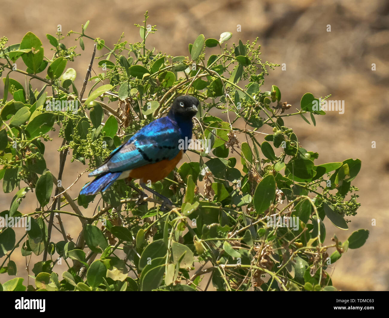 Superba starling su una bacca bush in amboseli Foto Stock