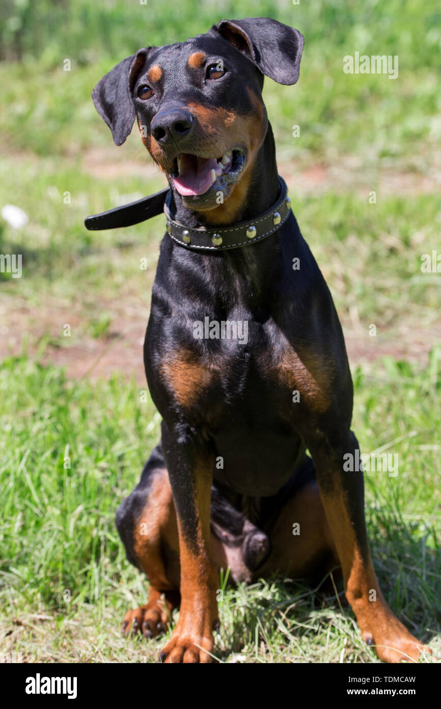 Curioso pinscher tedesco cucciolo è seduto su un prato verde. Gli animali da compagnia. Cane di razza. Foto Stock