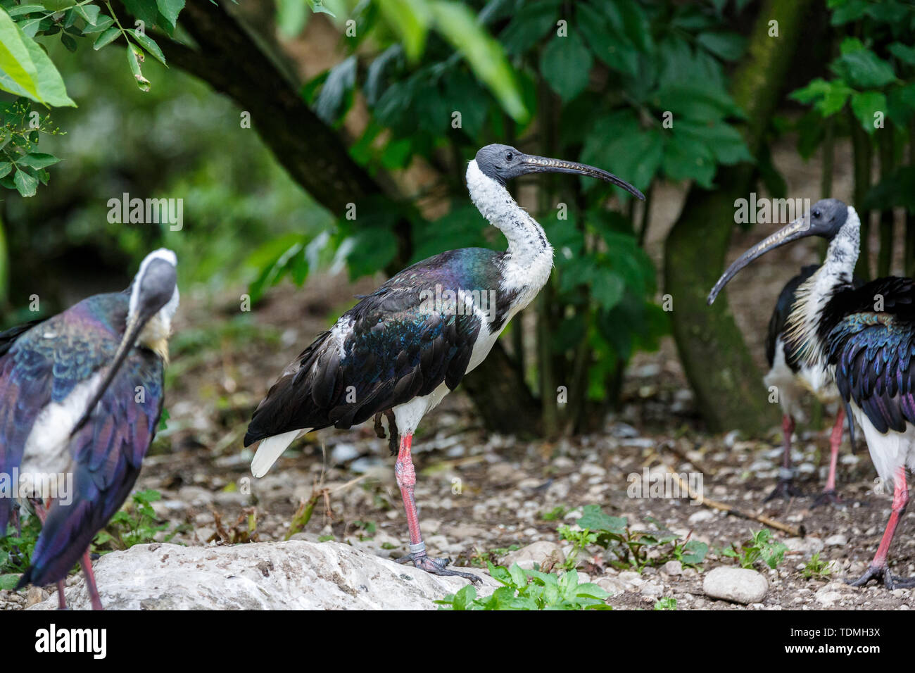 La paglia di colli, Ibis Threskiornis spinicollis è un uccello di ibis e la spatola famiglia Threskiornithidae. Foto Stock