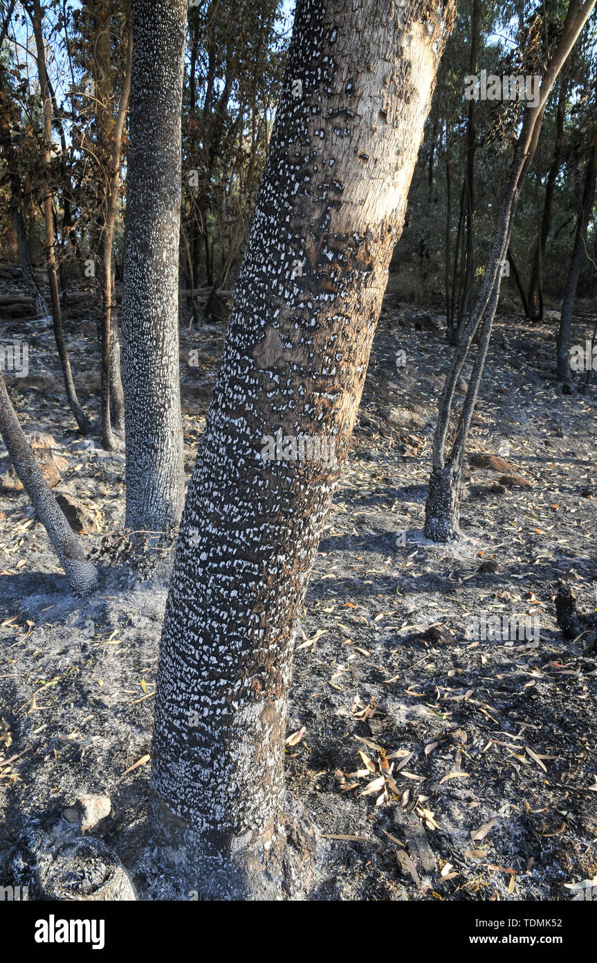 Il 23 maggio 2019, un incendio in un bosco devastato il villaggio di Mevo Modiim, Israele. Bruciato la circostante foresta Estaol Foto Stock