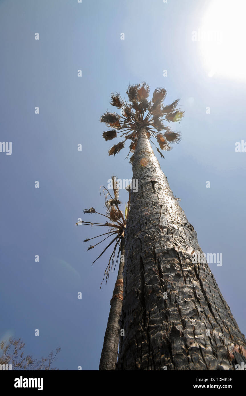 Il 23 maggio 2019, un incendio in un bosco devastato il villaggio di Mevo Modiim, Israele. Un olocausto Palm tree Foto Stock