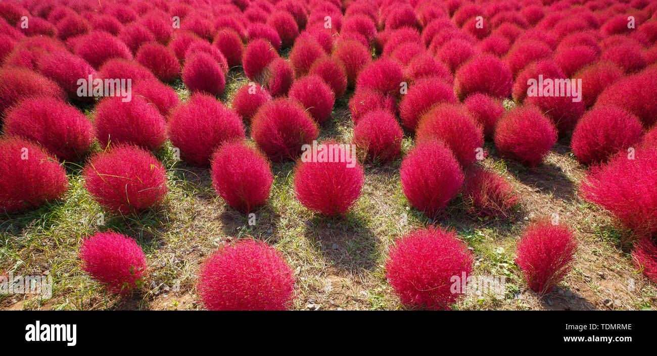 In Kochia Kokuei Hitachi Seaside Park - Hitachinaka, Ibaraki, Giappone Foto Stock