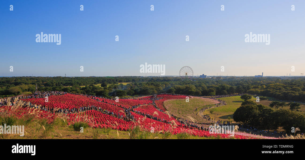 Kochia con la folla in Kokuei Hitachi Seaside Park - Hitachinaka, Ibaraki, Giappone Foto Stock