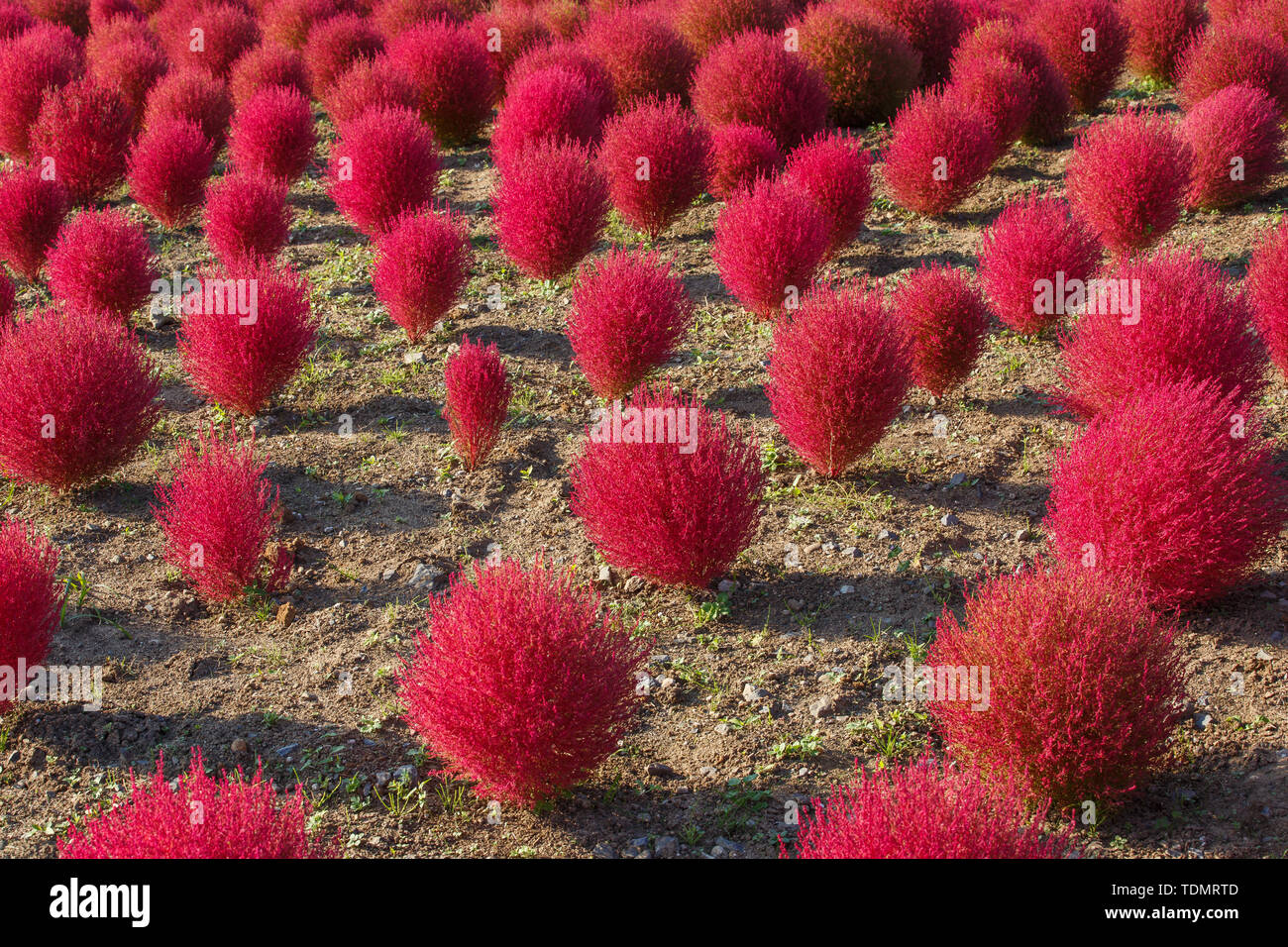 In Kochia Kokuei Hitachi Seaside Park - Hitachinaka, Ibaraki, Giappone Foto Stock