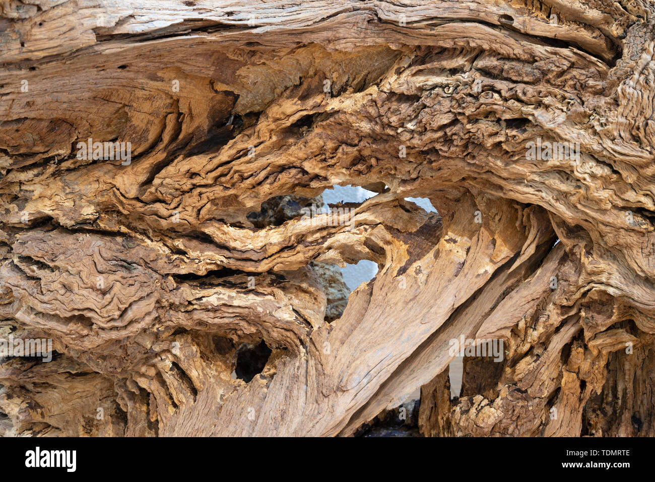 Il dettaglio del legno moderno decorativo scultura in legno di quercia. Foto Stock