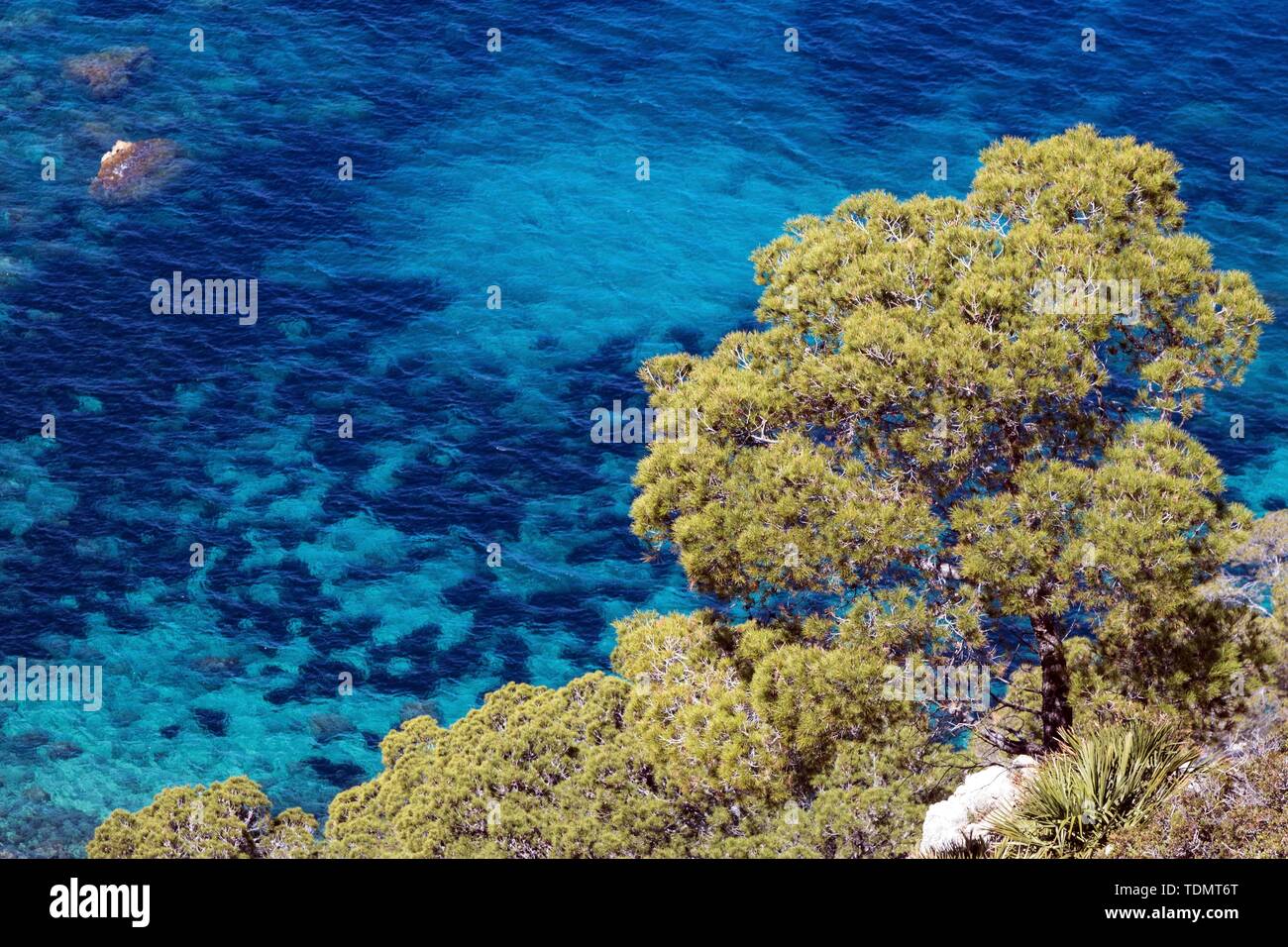 Pino di Aleppo (Pinus halepensis) cresce su una roccia di fronte mare turchese, vicino a Sant Elm, Maiorca, isole Baleari, Spagna Foto Stock