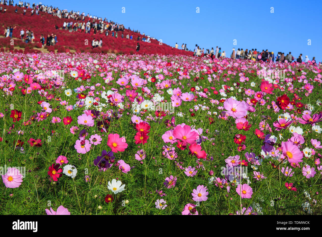 Cosmos fiori in Kokuei Hitachi Seaside Park - Hitachinaka, Ibaraki, Giappone Foto Stock