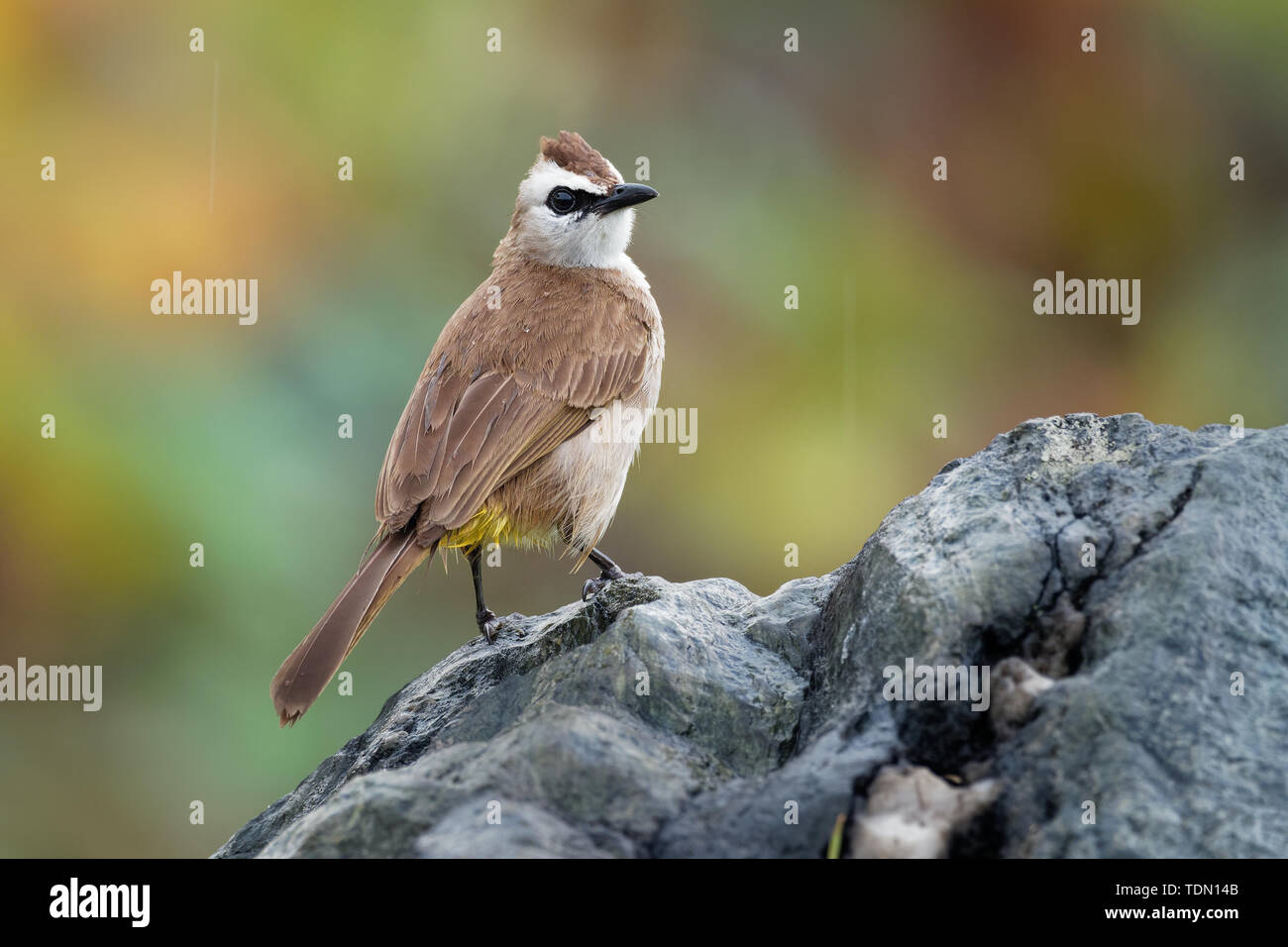 Giallo-sfiatato Bulbul - Pycnonotus goiavier o giallo orientale-bulbul ventilato, membro della famiglia di bulbul delle passerine uccelli, allevatore di residenti nel sud-est Foto Stock